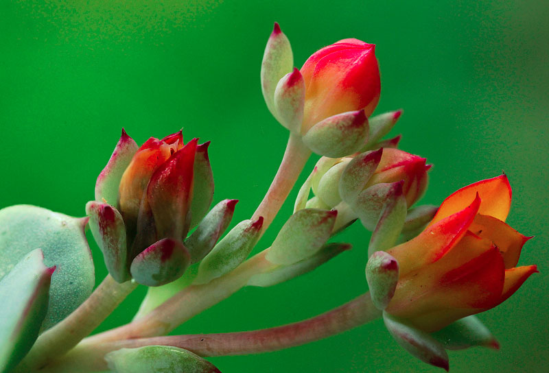Echeveria peacockii